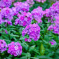 10 Tall PURPLE PHLOX Paniculata Garden Summer Native Hummingbird Flower Seeds