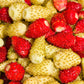 100 YELLOW WONDER STRAWBERRY Everbearing Heirloom Alpine Fragaria Vesca Yellow Berry Fruit Seeds
