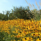 2000 BLACK EYED SUSAN Rudbeckia Hirta Yellow Heirloom Native Flower Seeds