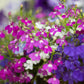 200 MIXED COLORS LOBELIA Regatta Lobelia Erinus Flower Seeds