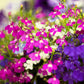 200 Red CRIMSON FOUNTAIN LOBELIA Erinus Trailing Flower Seeds