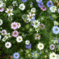 500 LOVE In A MIST PERSIAN Jewels Mixed Colors (Fennel Flower) Nigella Damascena Flower Seeds