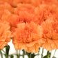 50 ORANGE CARNATION Dianthus Caryophyllus Chabaud Double Flower Seeds