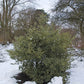 40 ENGLISH HOLLY Ilex Aquifolium aka European Common or Christmas Holly Evergreen Tree Shrub Berry Seeds
