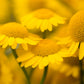 250 GOLDEN MARGUERITE DAISY Dyer's Yellow Chamomile Anthemis Tinctoria Kelwayi Cota Tinctoria  Paris Daisy Herb Flower Seeds
