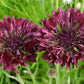 25 Black Garnet BACHELOR'S BUTTON / CORNFLOWER Centaurea Cyanus Flower Seeds