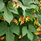 10 FIRECRACKER VINE Flower Mina Lobata Exotic Love Spanish Flag Ipomoea Seeds