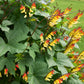 10 FIRECRACKER VINE Flower Mina Lobata Exotic Love Spanish Flag Ipomoea Seeds