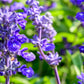 500 BLUE BEDDER SAGE Salvia Farinacea Flower Seeds