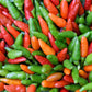 30 BIRDS Eye CHILI PEPPER (Chiltepin Pepper) Capsicum Frutescens Vegetable Seeds