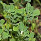 300 FENUGREEK Trigonella Foenum Graecum Herb Flower Seeds
