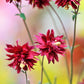 100 TALL DOUBLE COLUMBINE Aquilegia Vulgaris Mixed Colors Red, Pink, Purple, & White Flower Seeds