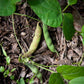 50 PINTO BEAN Phaseolus Vulgaris Vegetable Seeds