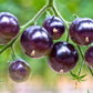 50 PURPLE CHERRY TOMATO Lycopersicon Indeterminate Fruit Vegetable Seeds