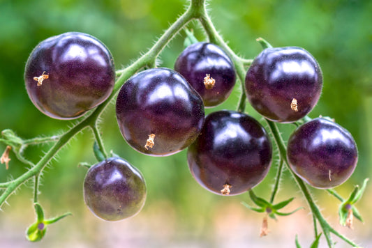 50 PURPLE CHERRY TOMATO Lycopersicon Indeterminate Fruit Vegetable Seeds