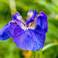 20 ALASKA IRIS Setosa Wild Flag Beachhead Blue Purple White Yellow Native Wetland Flower Seeds