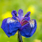 20 ALASKA IRIS Setosa Wild Flag Beachhead Blue Purple White Yellow Native Wetland Flower Seeds