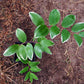 15 Variegated SOLOMONS SEAL Polygonatum Biflorum Canaliculatum Flower Seeds