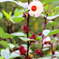 50 ROSELLE HIBISCUS Sabdariffa Rosella Fruit White & Red Flower Seeds