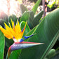 5 TROPICAL BIRD OF PARADISE Strelitzia Reginae Crane Flower Houseplant Seeds
