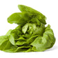 3000 LITTLE GEM LETTUCE Small Romaine Butterhead Lactuca Sativa Vegetable Seeds
