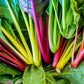 150 Mixed Colors NORTHERN LIGHTS  SWISS CHARD (Perpetual Spinach) Beta Vulgaris Cicla Vegetable Seeds