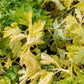 1000 GOLDEN Self-BLANCHING CELERY aka Burpee's or Dwarf Golden Apium Graveolens Dulce Vegetable Seeds