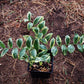 15 Variegated SOLOMONS SEAL Polygonatum Biflorum Canaliculatum Flower Seeds