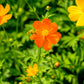 300 BRIGHT LIGHTS COSMOS Mix Mixed Colors Red Orange Yel Bipinnatus Flower Seeds