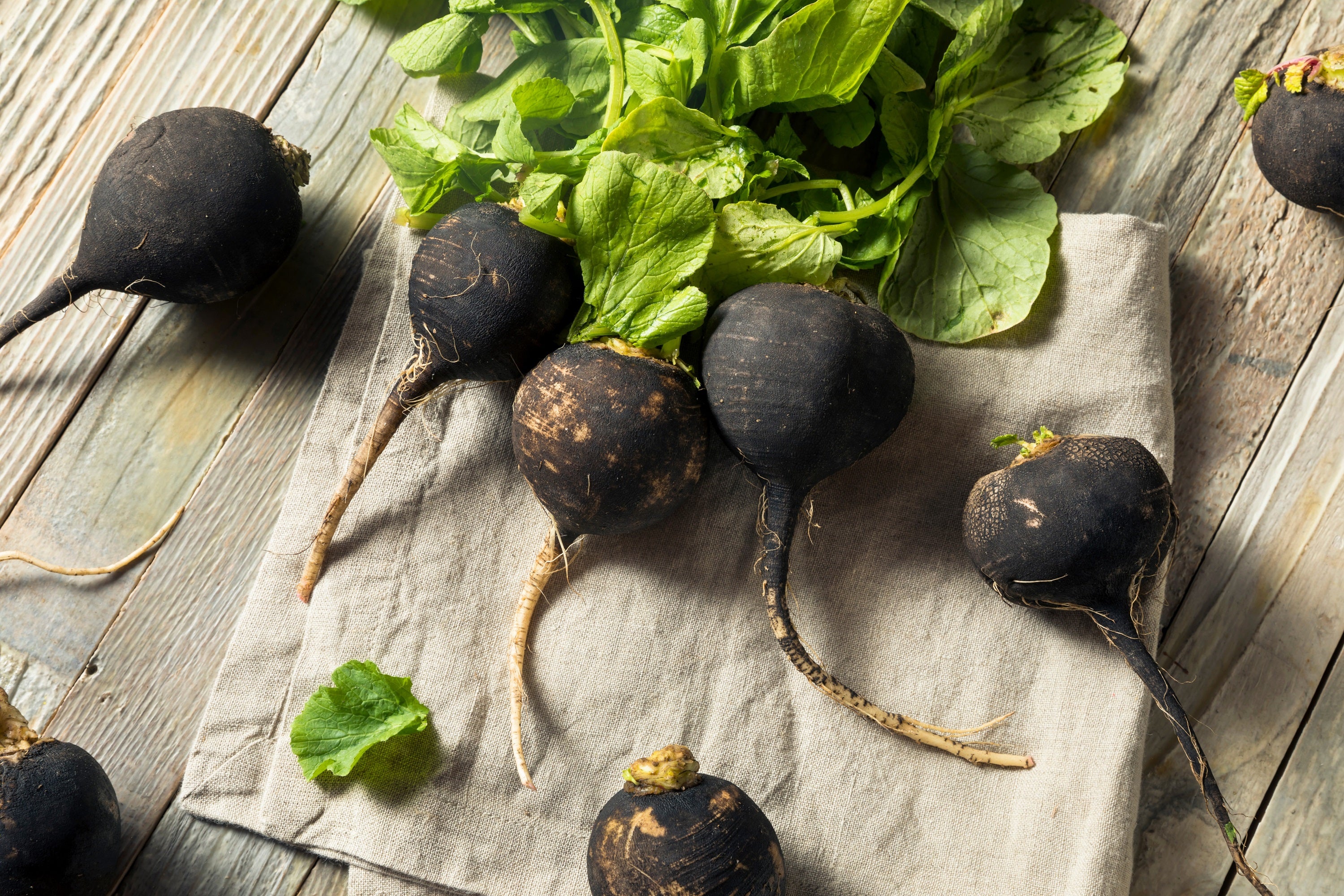 300 BLACK SPANISH ROUND Hot Spicy European Raphanus Sativus Root Veget ...