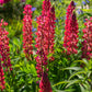25 RED LUPINE 'My CASTLE' Lupinus Polyphyllus Scarlet Russell Lupin Band of Nobles Series Flower Seeds