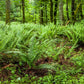 1500 Western SWORD FERN Giant Holly Swordfern Polystichum Munitum Aspidium Solitarium Spores Seeds