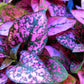 10 Dwarf ROSE Pink POLKA DOT PLANT Splash Select Hypoestes Phyllostachya Flower Houseplant Seeds