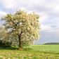 25 Flowering BLACK LOCUST TREE (Yellow Locust / False Acacia) Robinia Pseudoacacia Seeds