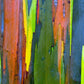50 RAINBOW EUCALYPTUS Deglupta Gum Multicolor Bark Tree Seeds