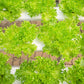 3000 Loose Leaf Green GRAND RAPIDS LETTUCE Lactuca Sativa Vegetable Seeds
