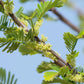 10 INDIAN GOOSEBERRY Phyllanthus Emblica Emblic Edible Fruit Tree Seeds