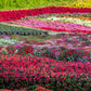 50 MIXED COLORS Dwarf IMPATIENS Walleriana Part Sun or Full Shade Red, White, Pink, Carmine, Scarlet, & Orange Flower Seeds