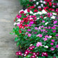 100 DWARF Little MIX PERIWINKLE / Vinca Rosea Flower Seeds