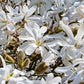 5 STAR MAGNOLIA Stellata TREE Seeds - Fragrant White to Pink Big 4" Wide Flowers