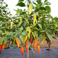 300 HUNGARIAN HOT Wax PEPPER (Hot Banana Pepper) Capsicum Annuum Vegetable Seeds