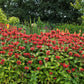 10 Panorama RED BEE BALM Monarda Didyma Oswego Tea Herb Flower Seeds