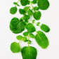 1500 UPLAND CRESS American Land Cress Barbarea Verna Creasy Vegetable Herb Seeds