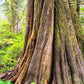 20 DOUGLAS FIR Tree Abies Pseudotsuga Menziesii Christmas Tree Blue Douglas Pine Spruce Native Evergreen Seeds
