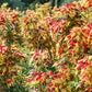 150 TRICOLOR AMARANTHUS PERFECTA Summer Poinsettia Amaranth Flower Seeds