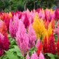 150 Mixed PAMPAS PLUMES COCKSCOMB Celosia Plumosa Flower Seeds
