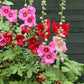 50 Mixed Colors HOLLYHOCK KING HENRY VIII Mix Alcea Rosea Flower Seeds