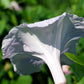 50 MOONFLOWER MORNING GLORY White Moon Flower Ipomoea Alba Flower Vine Seeds