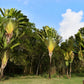 10 TRAVELLER'S PALM TREE Ravenala Madagascariensis Flower Houseplant Seeds