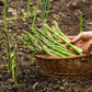 125 ASPARAGUS UC72 Officinallis Mary's Granddaughter Vegetable Seeds